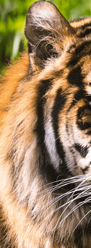 wildlife